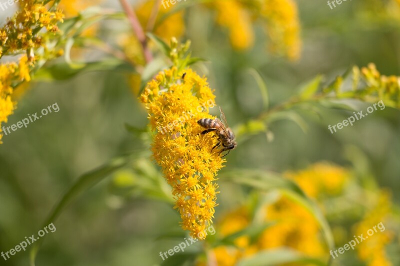 Bee Honeybee Flower Honey Insect