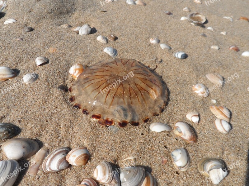 Netherlands Wassenaar North Sea Cochran Free Photos