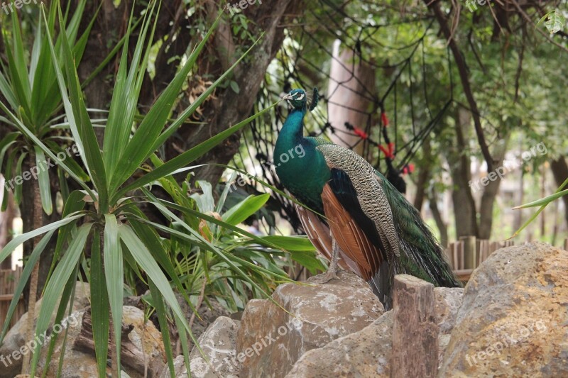 Peacock Animal Bird Wildlife Nature