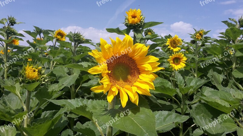 Sunflower Summer Sky Flower Power Free Photos