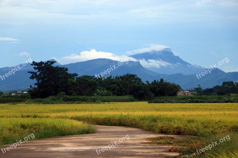 Road In Rice Field Mountain Fog Free Photos