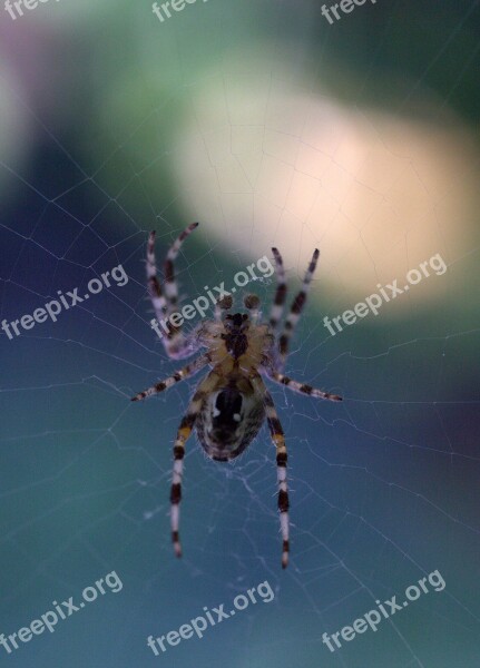 Spider Spider Web Hooked Arachnid Nature