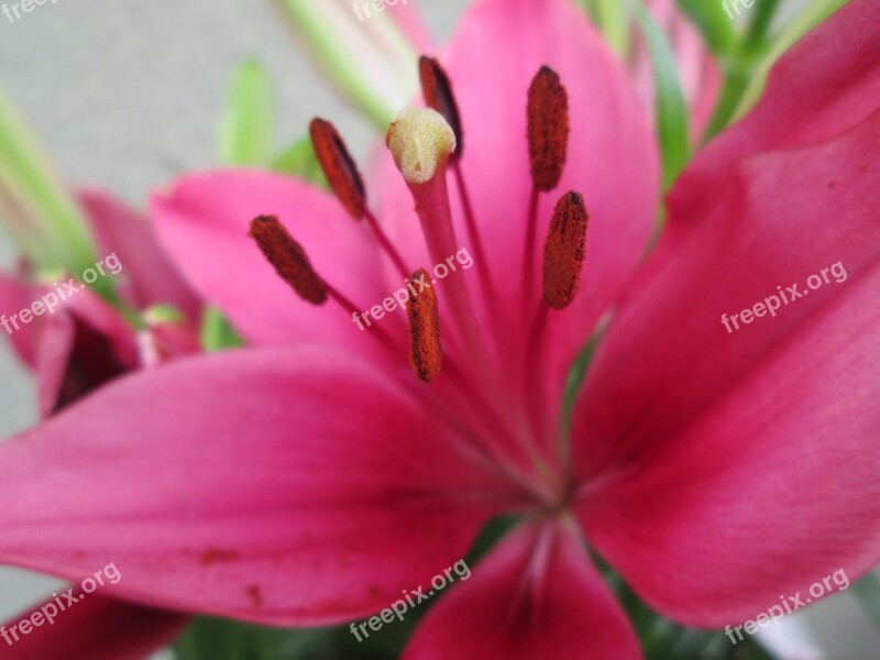 Pink Purple Flower Flowers Plant