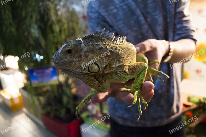 Iguana Reptile Dragon Lizard Animal