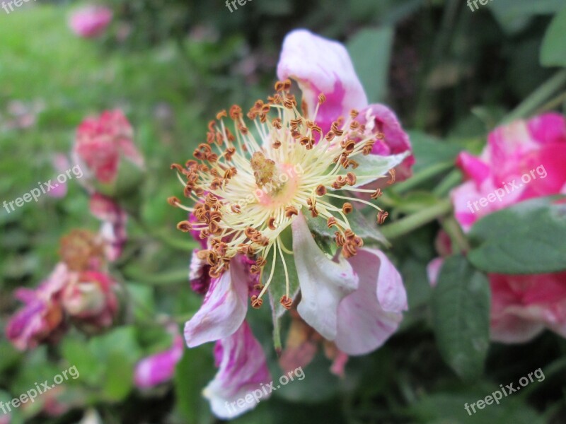 Overblown Ros Beautiful Flower Plants