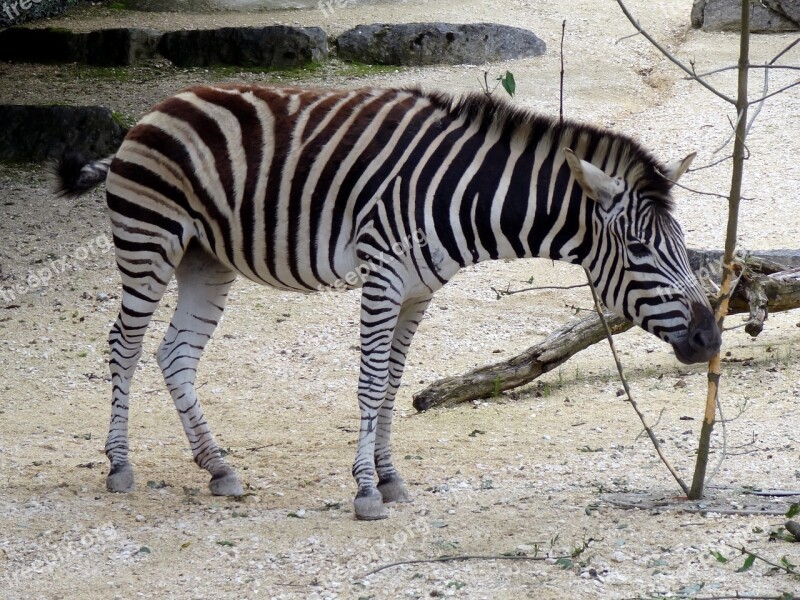 Zebra Animal Africa Zoo Stiffened