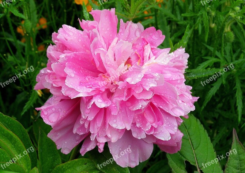 Peony Flower Bloom Macro Free Photos