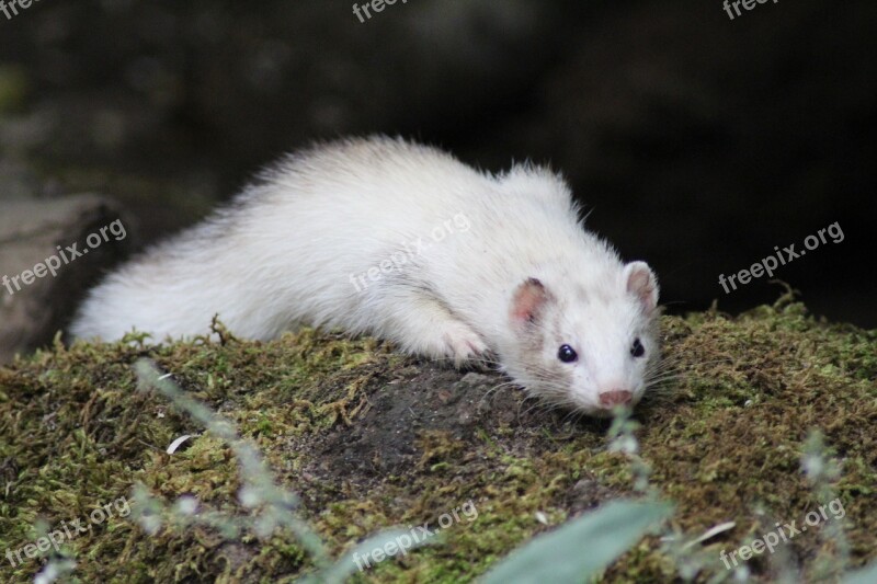 Animal Ferret Close Up Free Photos