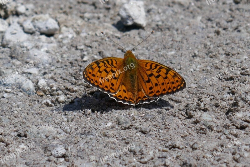 Butterfly Nature Insect Animal Close Up