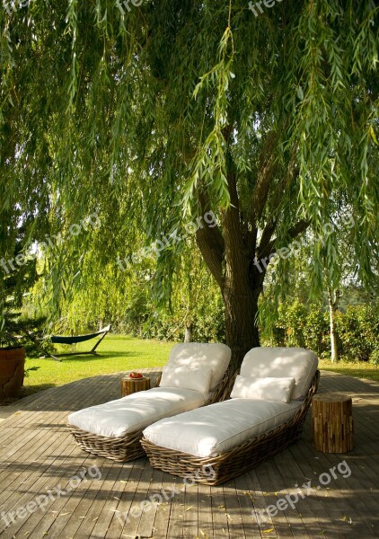 Pool Holiday Sunbeds Relax Tree