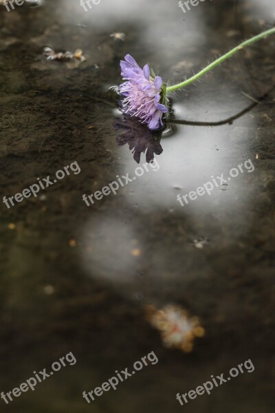 Flower Wild Flower Single Flower Summer Flower Nature