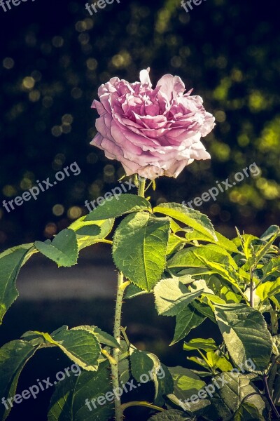 Rose Blossom Bloom Close Up Rosaceae