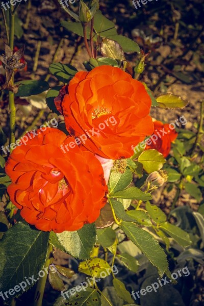 Rose Blossom Bloom Close Up Rosaceae