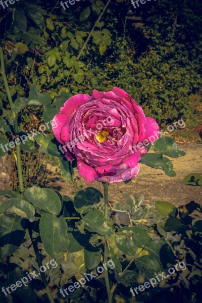 Rose Blossom Bloom Close Up Rosaceae