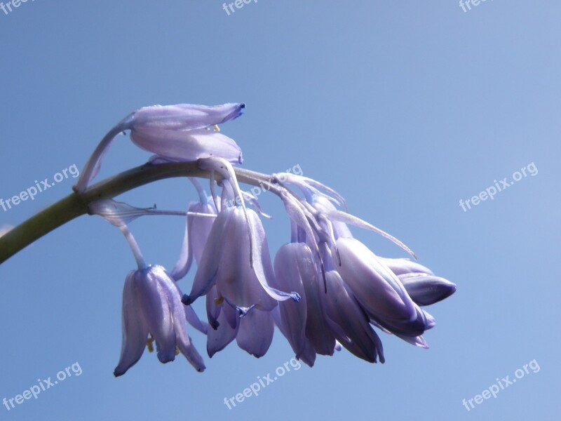 Bluebells Flower Blue Spring Free Photos