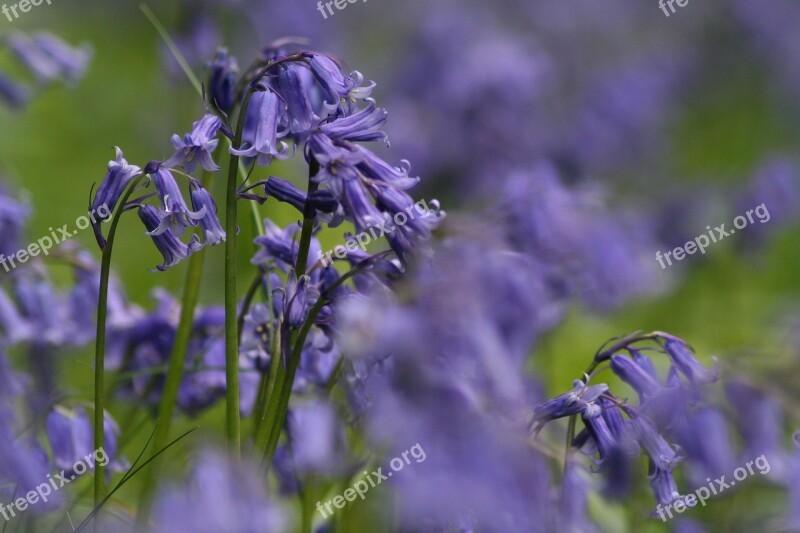 Bluebells Flower Blue Spring Free Photos