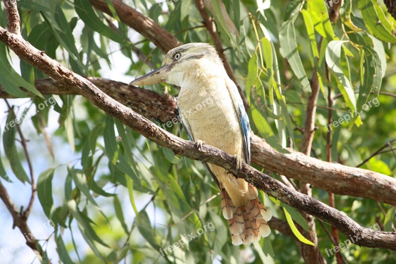 Kookaburra Bird Australia Kingfisher Feather