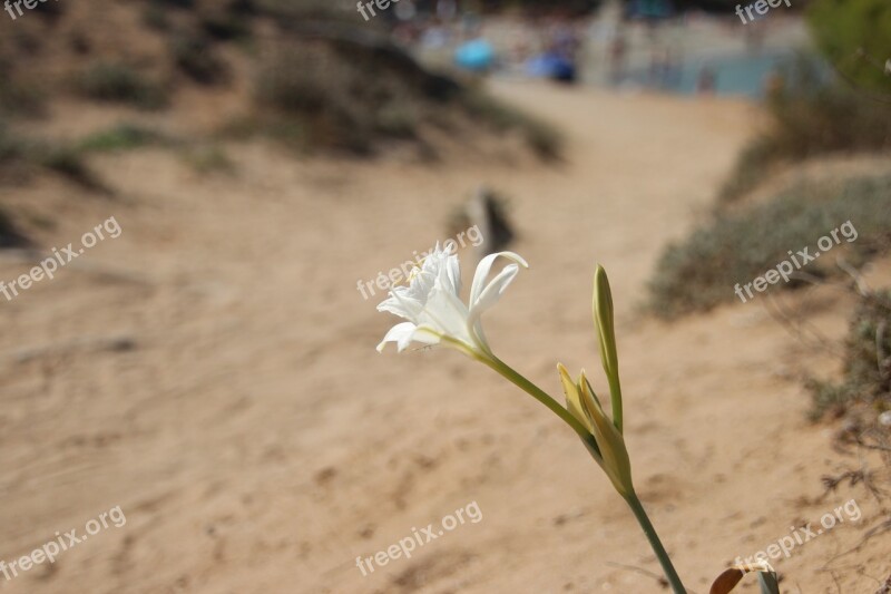 Flower Sand Beach Nature Close Up