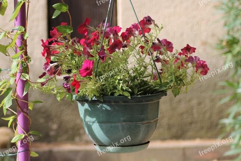 Flowers Potted Flowers Hanging Flower Pot Free Photos