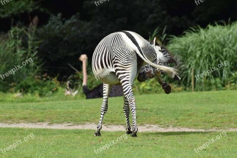 Animal Recording Safari Zebra Stripes Funny