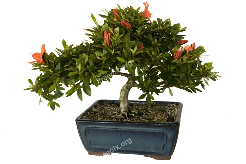 Bonsai Azalea Plant Leaf Flowers