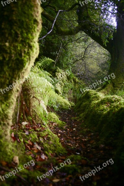 Scotland Moss Moody Wild Path