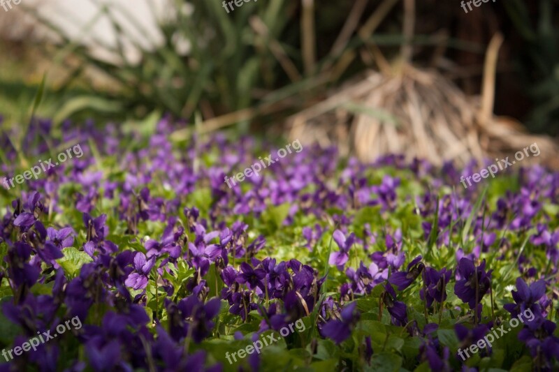 Violets Flowers Flower Bed Free Photos