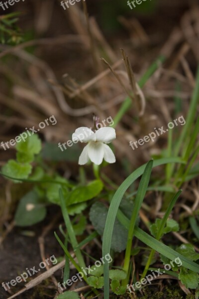 Violets Flowers Flower Flower Bed Free Photos