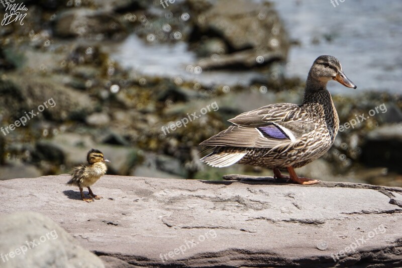 Nature Lake Brooklyn Bridge Park Ducks Baby Duck