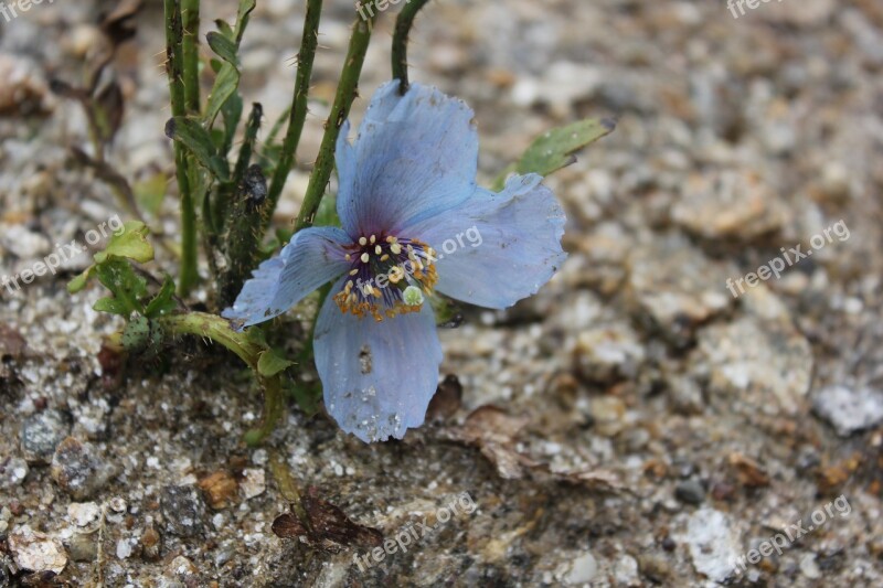 Wild Flower Mountain Flower Purple Natural Wild