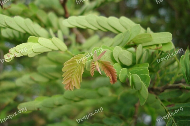 Leaves Green Plant Lush Free Photos