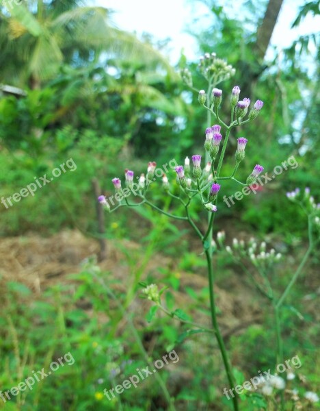 Flower Flowers Wildflowers Violet Purple Flowers