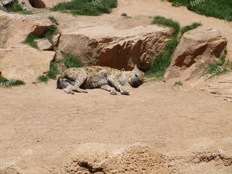 Hyena Safari Bioparc Free Photos