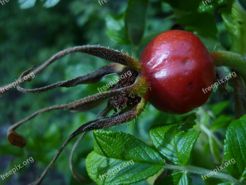 Rose Hip Roses-shrub Nature Dark Red Fruit