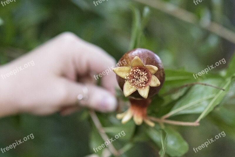 Pomegranate Plants Plant Leaf Fruit