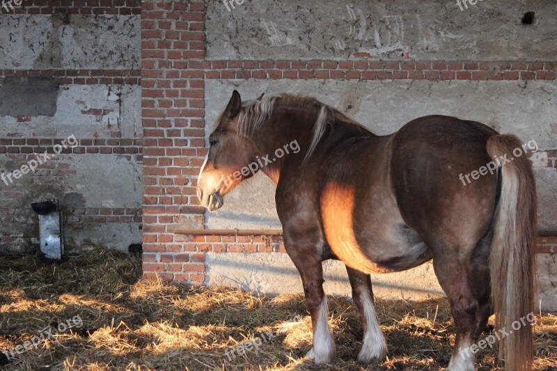 Horse Herd Torino Free Photos