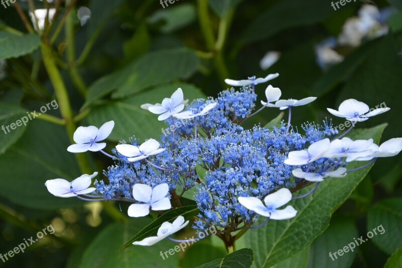 Blue Flowers Garden Massif Plant Pretty