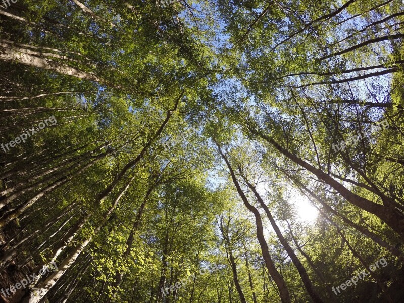 Trees National Park Ferragosto Italy Abruzzo