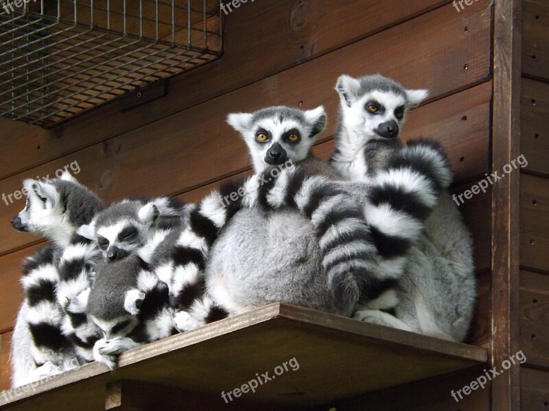 Lemur Wildlife Animal Primate Zoo