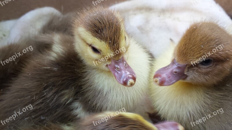 Ducklings Little Ducklings Village Animals Birds