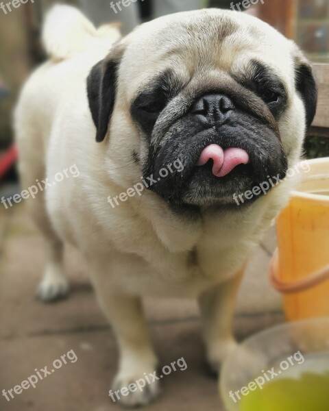 Pug Pugs Dog Tongue Lick