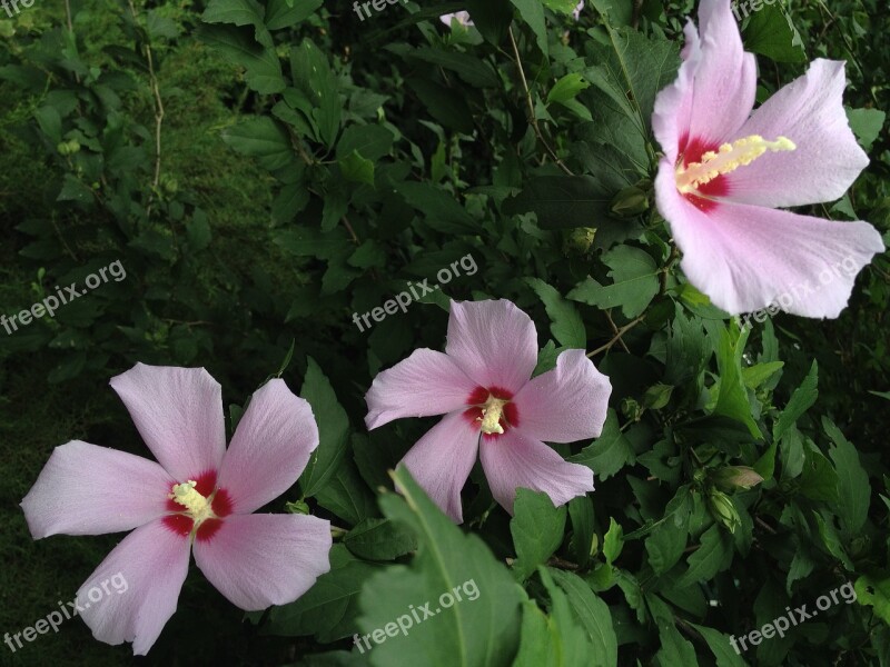 Rose Of Sharon Flowers Chrysanthemums In Korea Republic Of Korea Chrysanthemum Plants