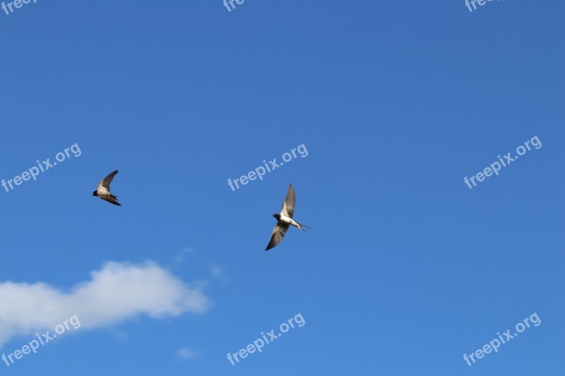 Sparrows Birds Sky Nature Freedom