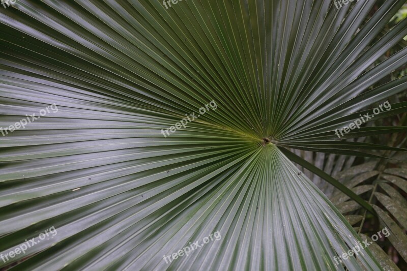 Palm Fronds Green Tropical Plant