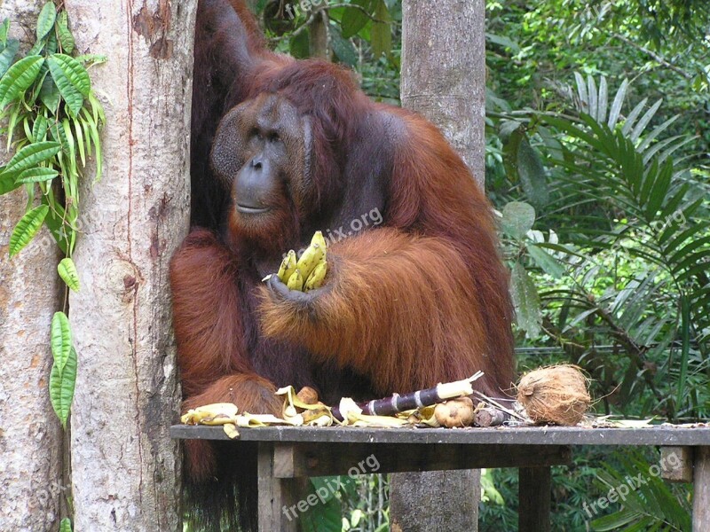 Borneo Kuching Bako Park Free Photos