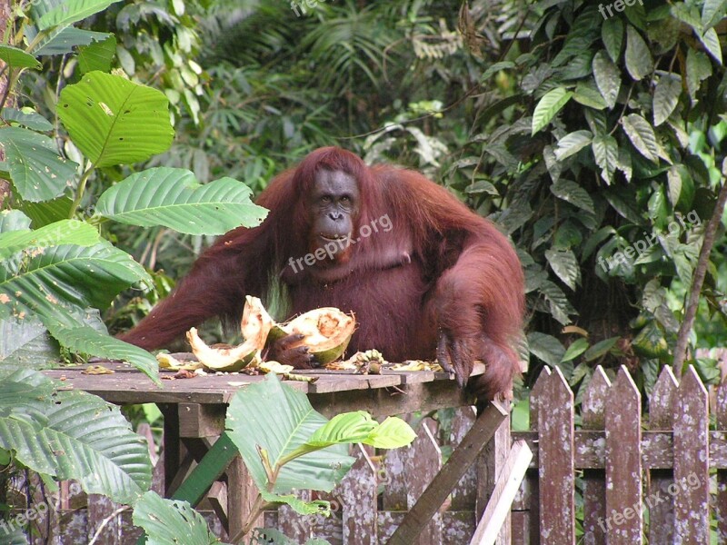 Borneo Kuching Bako Park Free Photos