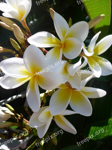 Asia Centuri-park Frangipani Flowers Free Photos