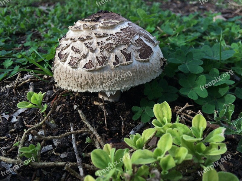 Funghi Toadstool Mushroom Brown Nature