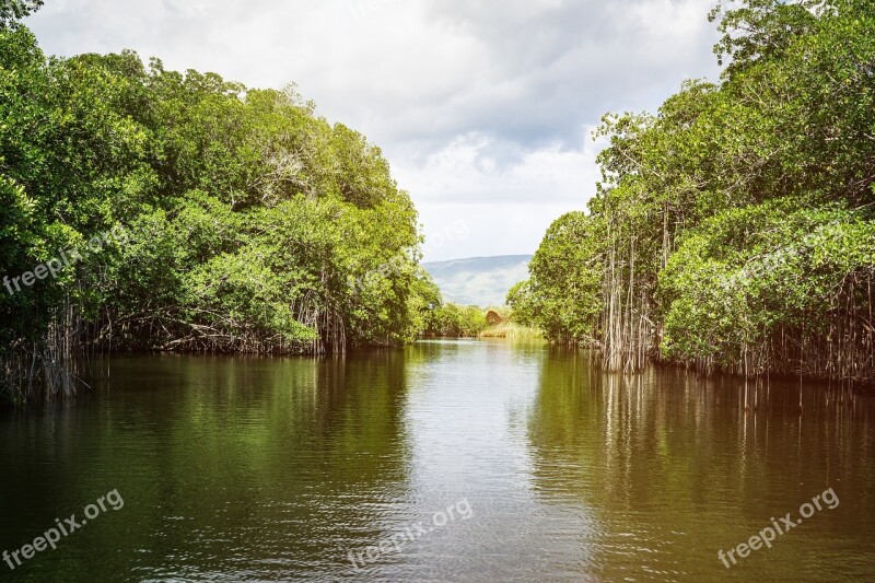 Jamaica Black River Landscape Trees Water