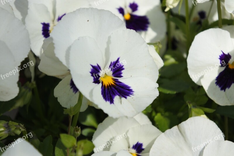 Suncheon Bay Flowers The Close-up Garden Flower